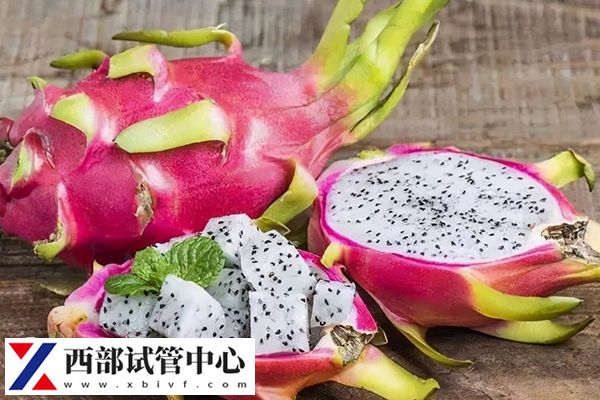 火龙果属于热带水果
