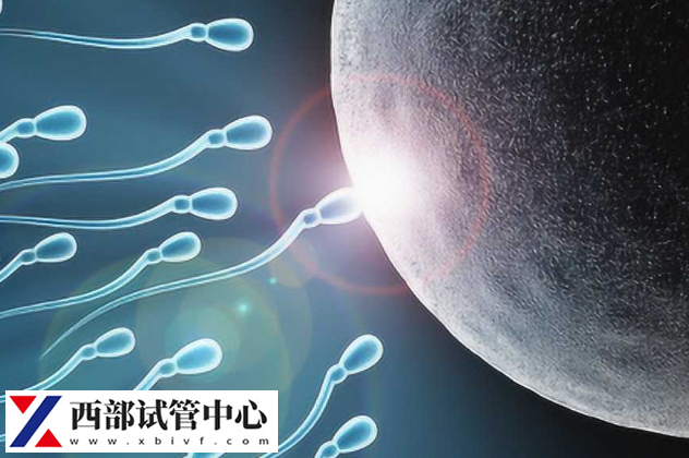 卵子和精子结合会形成受精卵