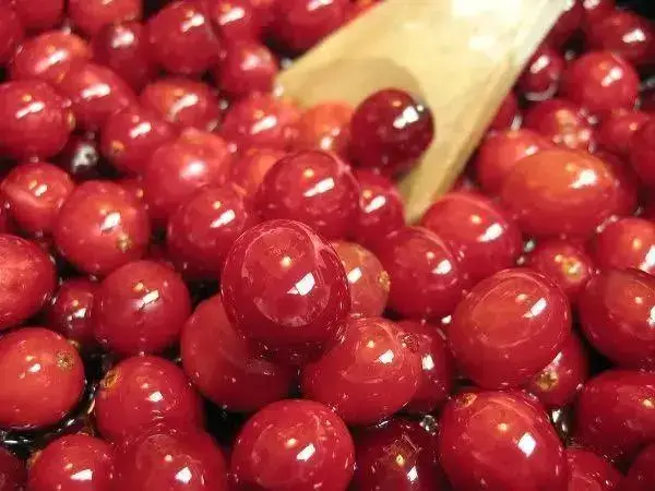 蔓越莓是一种天然的抗菌保健水果