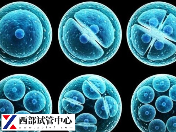 鲜胚可能在取卵后的第2天通知