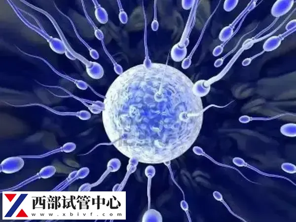 试管婴儿已经成为了一种常见的生育方式
