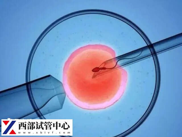 胚胎的质量与精子和卵子的质量有关