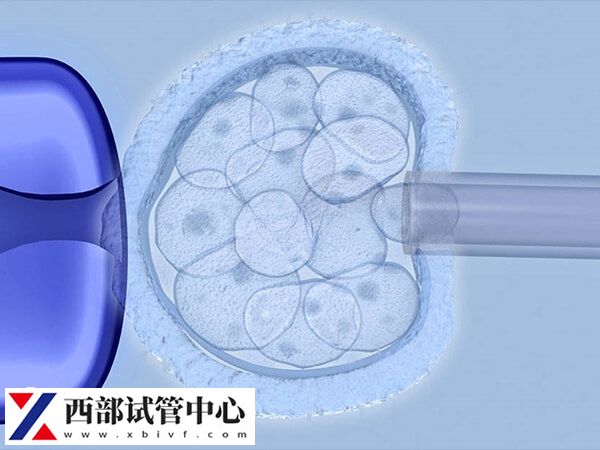 三级胚胎也有可能发育成<a href=https://www.nzzt.cn/topic/143.html target=_blank class=infotextkey>囊胚</a>