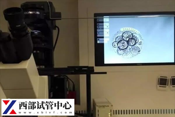 胚胎养囊这是胚胎筛选的过程