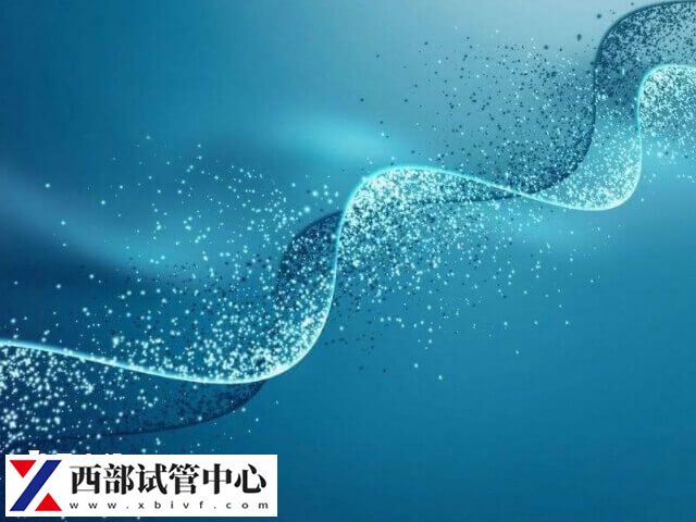 平衡易位三代试管概率大概是在50%-60%左右
