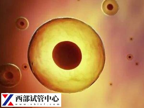 平衡易位染色体遗传概率男女都是50%