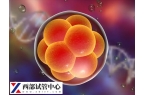 胚胎质量一般移植后会不会发育得好